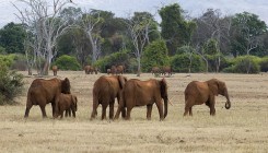 Safari allo Tsavo Est in Kenya