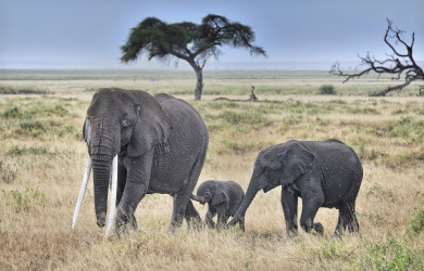 Ecoturismo e Safari Wild in Sud Africa
